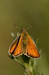 David Plant Photography - Wildlife Photography - Small skipper - B